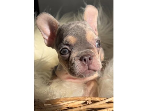Exotic renk french bulldog köpekler