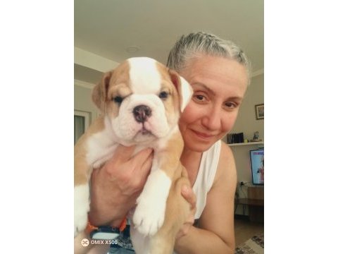 Mükemmel kalite ingiliz bulldog yarılarımız