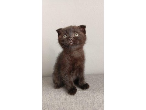 Çikolata british shorthair erkekler