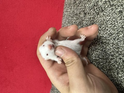Yavru suriye hamster