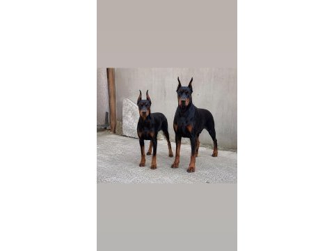 Ebeveyn fotoğraflı showclass doberman yavrumuz