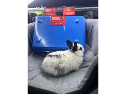 Cüce netherland dwarf yavru tavşanlar