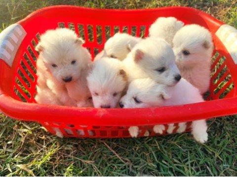 Kar beyazı samoyed yavrularımız yeni sahibini arıyor