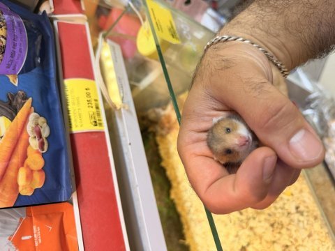 Bebek suriye hamster