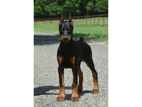 Heybetli estetikli doberman sağlık ve ırk garantili