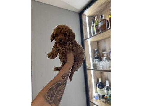 Oyun delisi poodle bebekler
