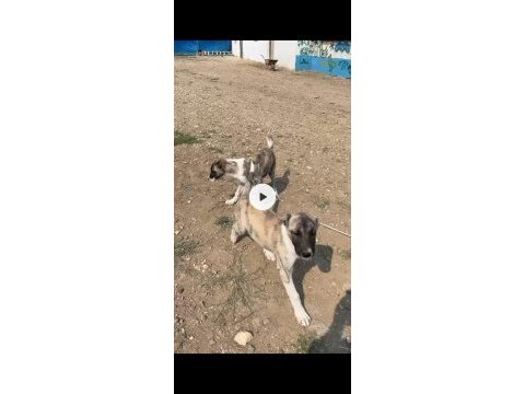 Kangal çaparlarımız saf kan orjinal