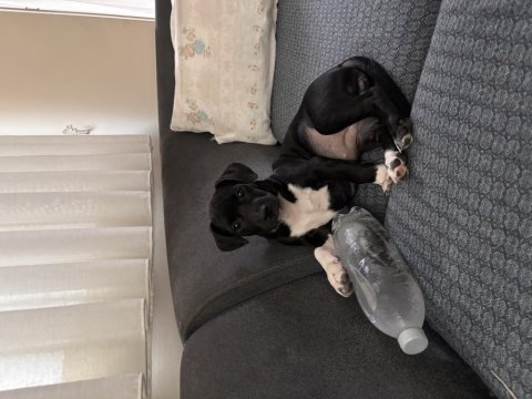 Ücretsiz sahiplendirme jack russell köpeğimiz