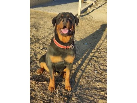 A kalite rottweiler yavrusu