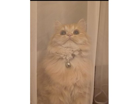British longhair sarl