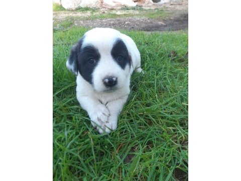 Border collie melezi sahiplendirme