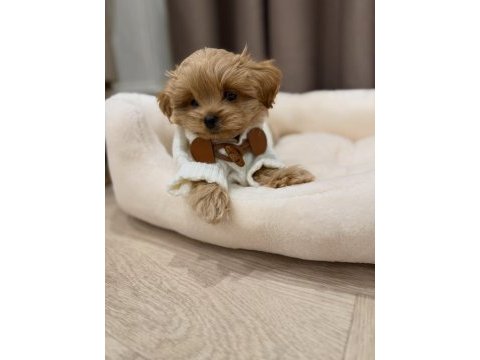 Irk garantili maltipoo yavruları