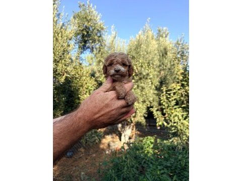 Maltipoo poodle köpeğimiz