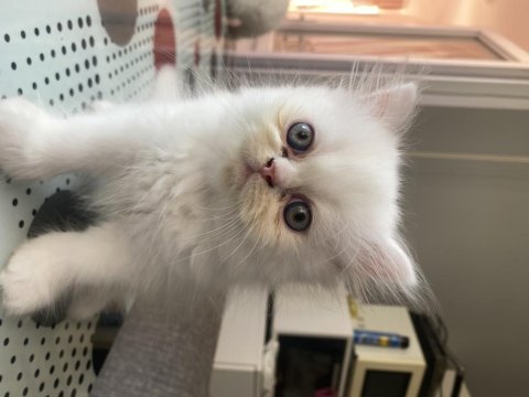 5 minik british longhair kedilerim