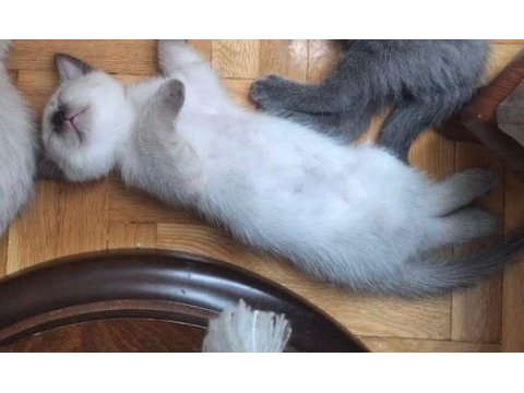 British shorthair yavru