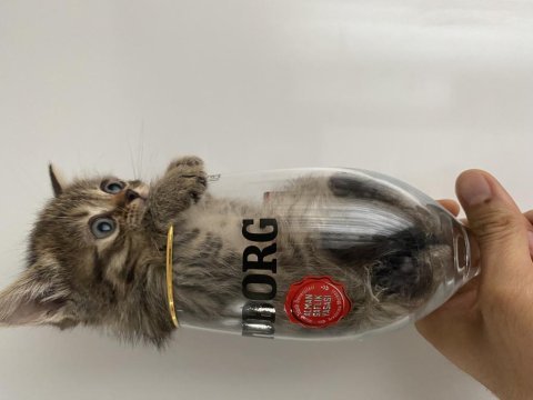 Veteriner hekim kontrolünde büyüyen scottish fold yavrular