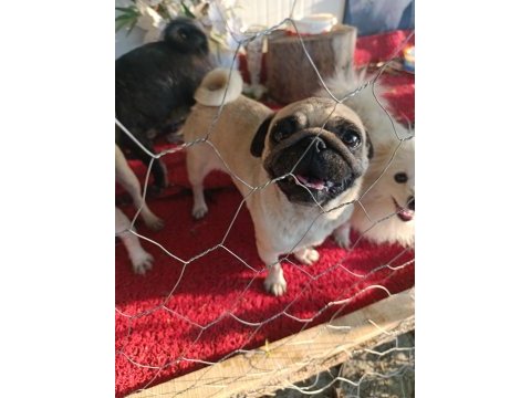 Safkan pug mops dişi erkek