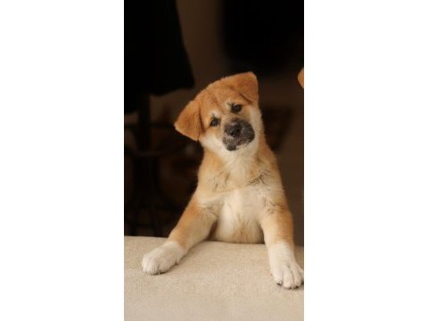 Akita inu 108 günlük