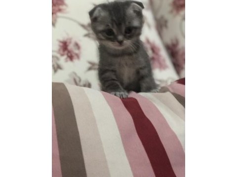 Scottish fold yavrular ve anne sahiplendirilecektir