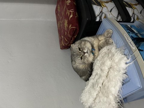 Scottish fold kedimi sahiplendiriyorum