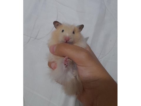 Safkan teddy bear hamster yavruları