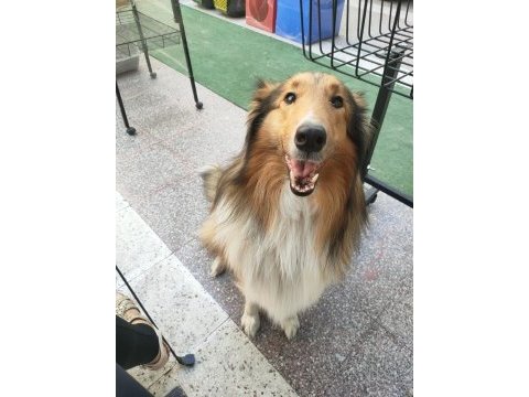 3.5 aylık rough collie lessie yavrularım