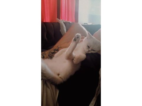 Ns 11 british shorthair kızımıza eş arıyoruz