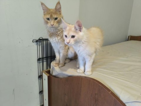 Şecereli maine coon yavruları dişi 3 aylık