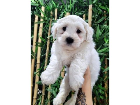 Orjinal maltese terrier bebekler