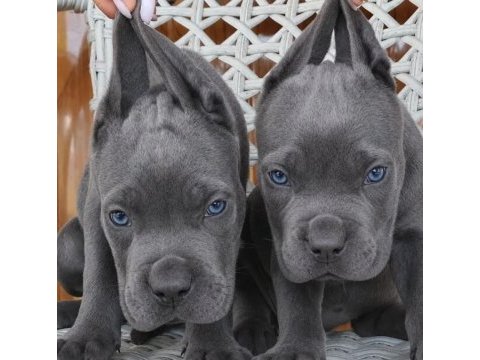  a scr cane corso yavrularımız 