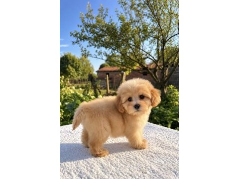Maltipoo biblo erkek