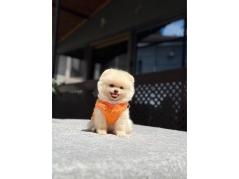 Sağlık ve ırk garantili pomeranian boo