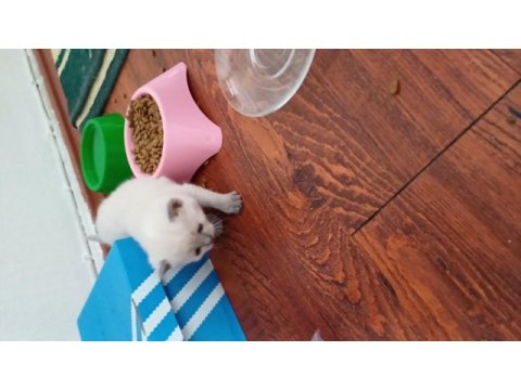 Kedilerim yeni yuvalarını arıyorlar