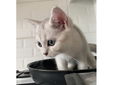 British shorthair