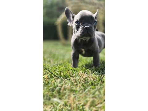 Blue french bulldog yavruları istanbul 