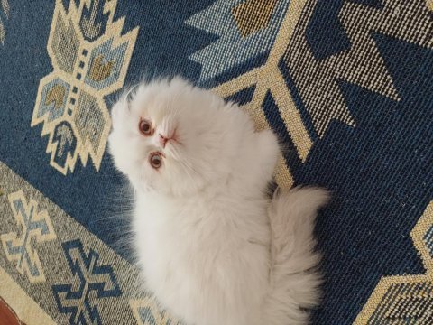 Kedilerimiz için ulaşın