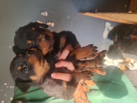 Mükemmel kalitede rottweiler bebeklerimiz için acele edin