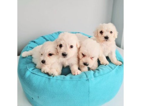 Maltese terrier