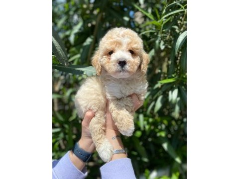 Maltipoo yavrum ırk ve sağlık garantilidir