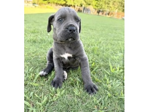Cane corso bebekler