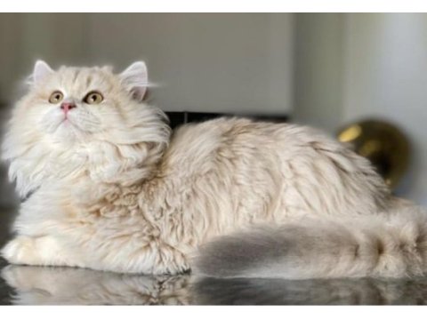 British longhair cy erkek