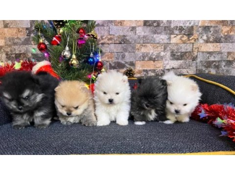 Sağlıklı pomeranian boo ayı surat yavrularımız