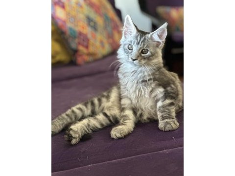Maine coon - sadece ömürlük yuvalar seçilir