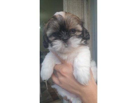 Süper kalite shih tzu bebekler