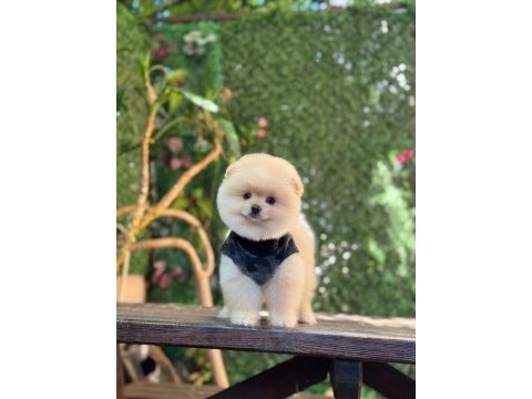 Üst kalite pomeranian boo