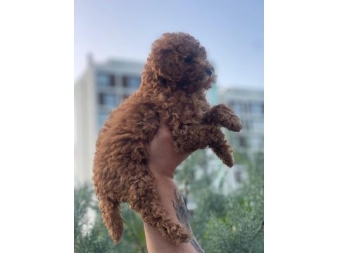 5 aylık saf kan toy poodle