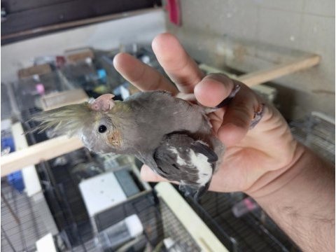 Erkek bebek sultan papağanlar