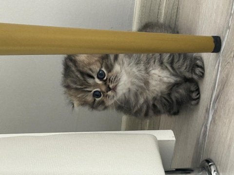 Scottish fold yavrularım