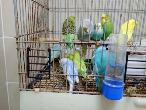 Her tür yavru muhabbet kuşlar
