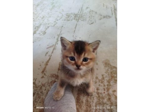 40 günlük british shorthair gold